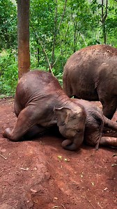 32K views · 780 reactions | Bank Mahout on Reels | Facebook