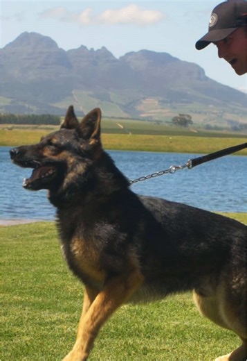 K9 Unit: Strength and Loyalty in Protection Services