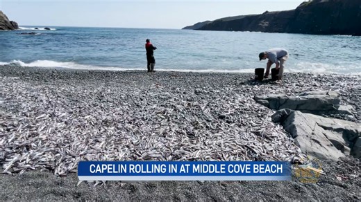 Capelin rolling on Middle Cove Beach - NTV: Newfoundland and Labrador's Most Trusted News Source