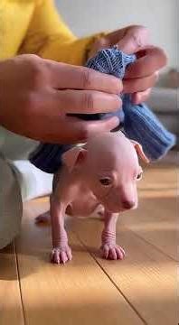 She Was Born Hairless and Her Mother Rejected: Now a Full Golden Retriever #wholesome #animals