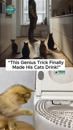 Smart Cat Water Hack That Actually Worked