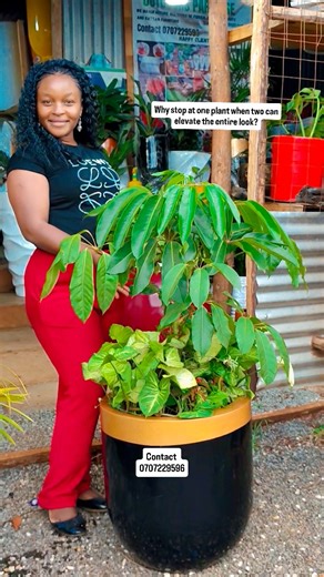 Instead of pebbles, we layer complementary plants , one to give structure, another to soften the base, creating depth, contrast, and a lived-in elegance. This isn’t random planting. It’s intentional pairing ✅ where each plant makes the other stand out. Perfect for entrances, indoor corners, and statement spaces that need warmth without clutter. At Outdoors Paradise, we don’t just sell pots. We style them to feel complete. Visit us and let us pair your plants the right | Outdoors Paradise