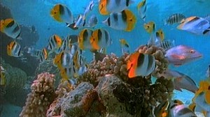 Baby Neptune Discovering Water 2003 DVD