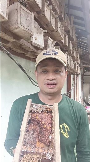 Special Honey Bee Farming #shortsmaduklanceng