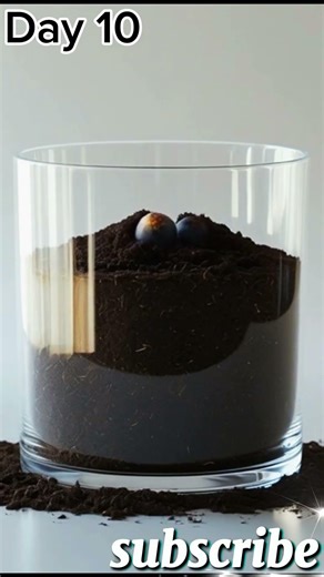 The time laps blue berry day 1to20 #Blueberry #Timelapse#aiart