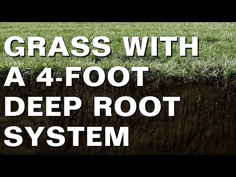 Why Deep Roots Are Important