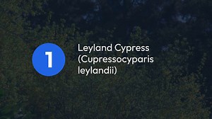 Fast-Growing Hedge Plants