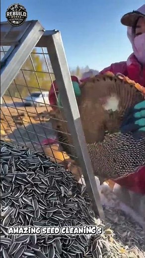 Sunflower Seed Harvest Process 🌻🔥
