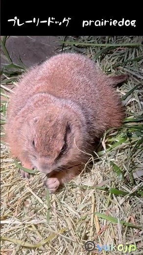 お手手を使って食べるプレーリードッグ prairie dog #prairiedog #プレーリードッグ #土撥鼠 #土拨鼠 #prairiedog äriehund