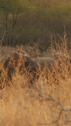 Reteti Elephant Sanctuary on Instagram: "✨ Today we celebrate 500 Days Wild ✨ 500 days since Reteti’s historic 2024 Release Herd took their first steps home – back into the land where their story began. 🌿 Raised on Samburu land, nourished with goat milk from dedicated Milk Mamas, and guided by the devoted keepers of Reteti – we’ve seen them grow stronger and more resilient with every step, showing what’s possible when an Indigenous community stands united for conservation and a global fa