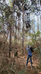 Pullin' Jasmine vine 🌿✨ #vine #jasmine #woods #nature #outdoors #facebookreels | The Grapevine Lady