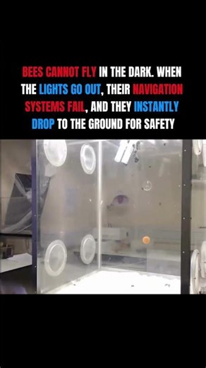 Watch What Happens to Bees in the Dark 🌑