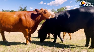 9.8M views · 170K reactions | Brave bull escapes slaughterhouse and runs through the streets — he even helps his brothers escape from authorities! | The Dodo | Facebook