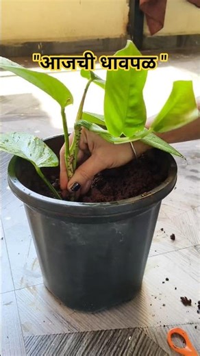 🌸 गुरुवार विशेष: उंबरठा पूजन आणि मनी प्लांट!🌱 #Shorts #MiniVlog #DailyVlog