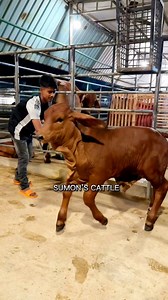 A Cute Little Newborn Calf is Playfully Bonding with its Handler — Let's Enjoy this Heartwarming Moment Together!🐮🌿#NewbornCalf #CalfPlaytime #FarmBonding #AdorableMoments #CalfAndHandler #HeartwarmingFarm #reels #reelsviral2025 #viral #trend #bulls #cattle #cows #foryoupage #sumonscattle | SUMON’S CATTLE