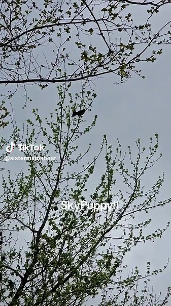 Sky Puppies: A Close Encounter with Juvenile Crows