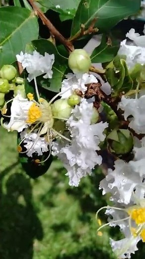 Natchez White Crepe Myrtle Tree | Acoma Crape Myrtle bushes (Lagerstroemia indica)