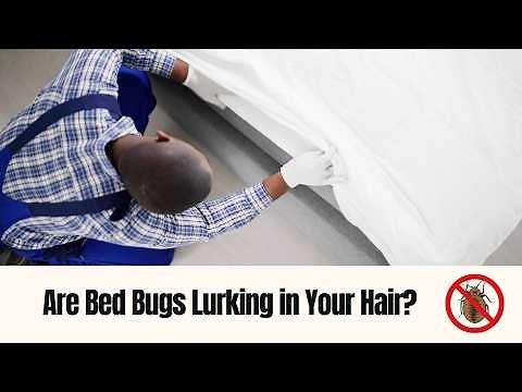Bed Bugs in Your Hair? Let’s Clear That Nightmare Up