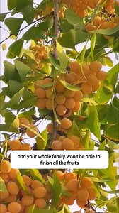62K views · 578 reactions | Loquat Tree Sweet | Dodo Garden | Facebook
