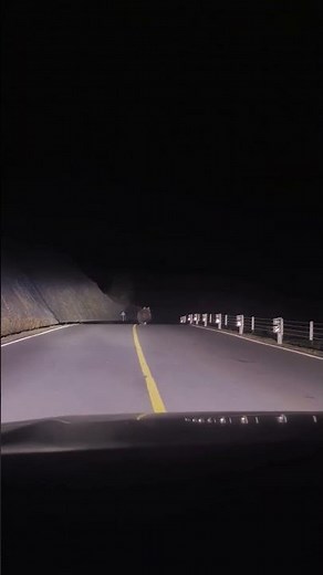 Bear runs along road during unexpected nighttime encounter in Xinjiang, China