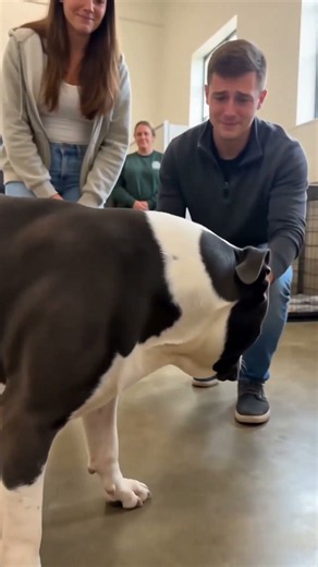 Adoption Day for a Big Black-and-White Dog #bulldog #shelterdog #americanbully #dogrescue