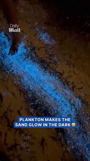 Bioluminescent plankton makes beach glow at night