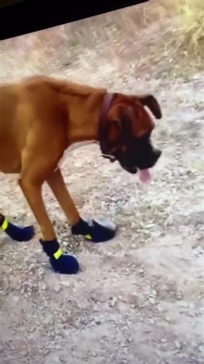 she STRUTTED that runway mama #animals #animalsdoingthings #doggo