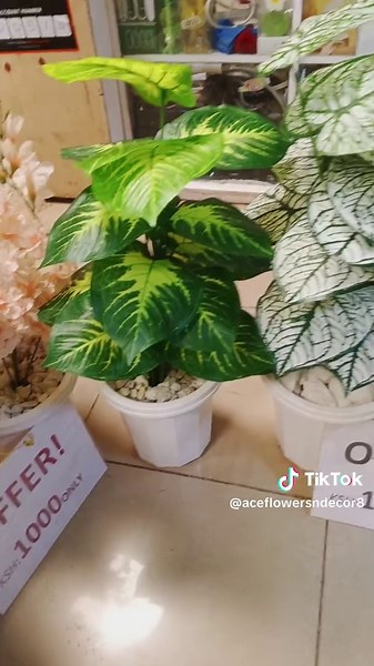 potted plants on offer!!!!!!!!!!!!!!!!!!!! #homedecor #fyp #aceflowersndecor #artficialpottedplants #walldecor