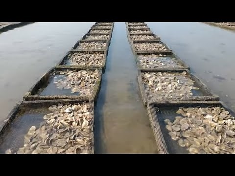 THE 4 LIFE CYCLES || OF AN OYSTER!!