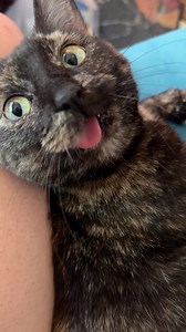 89K views · 3.8K reactions | Gremlin’s frog blink at the end is so funny   ​ ​#catladytails #catswiththeirtonguesout #tortoiseshellcats #chattycat #catreel | Gremlin the Blep Cat - Cat Lady Tails | Facebook