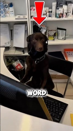 Dogs When They Hear the Word “Vet”