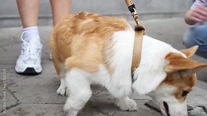Dog Corgi on a leash walks with the owner of a woman and in the company of children. corgi outdoors
