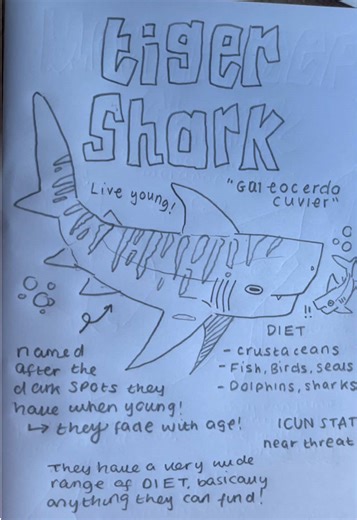 Fun Facts About Tiger Sharks: The Ocean's Unique Predator