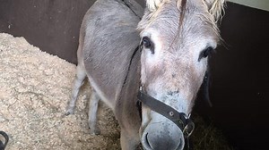 Adorable donkey plays with new toy