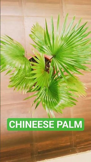 #Livistona chinensis #Chinese fan palm #fountain palm #plants #garden #green