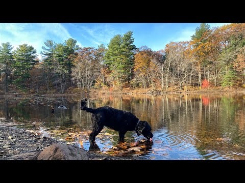 🌞 Happy Friday Walk in Mother Nature! | Sunny & Fresh 34° Morning Vibes 🌿🐾m