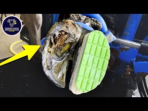 This is one of THE WORST cows hooves I have EVER treated!!