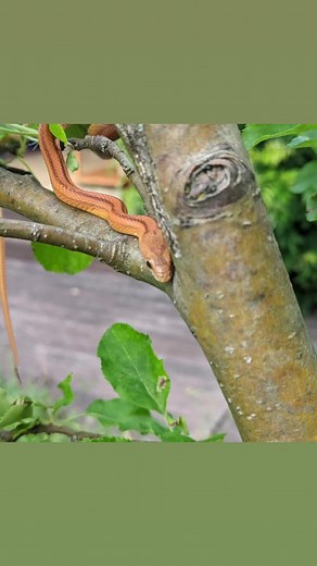 Aloha.1.1 (@aloha.1.1)’s videos with Jurassic World Theme - Voidoid