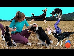 100 Dog Tricks by Border Collie Lee