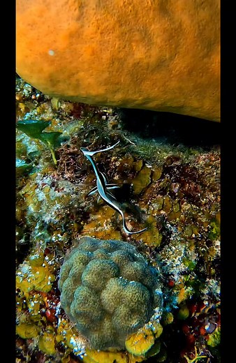 The Spotted Drum or Equetus punctatus is a species of marine fish belonging to the Sciaenidae or Drumfish family. This family is named for the low resonance noise they emit that sounds like the beating of a drum. This noise is made when the fish beat their abdominal muscle against their swim bladder. It is hypothesized that this is used as a tactic to attract a mate for spawning purposes. . . 🇲🇽español El Tambor Manchado o Equetus punctatus es una especie de pez marino perteneciente a la famil