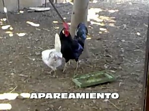 Apareamiento de gallos y gallinas