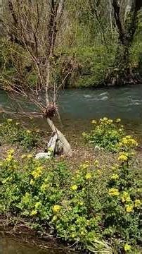 Buck Creek Helena Alabama