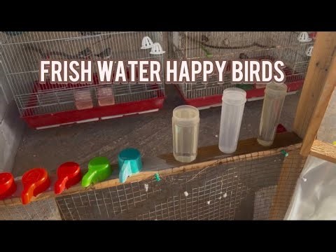 How to Clean Your Birds’ Water Containers 💧🐦 | Keeping Their Drinking Water Fresh
