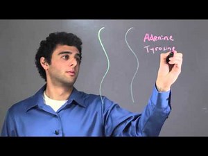 What Does Double Strand DNA Mean? : Biology & DNA