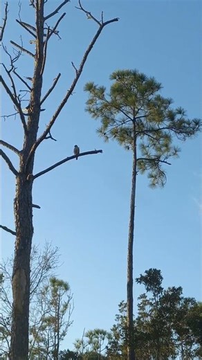 Hawk hunting #hawks #birdsofprey #nature #wildlife