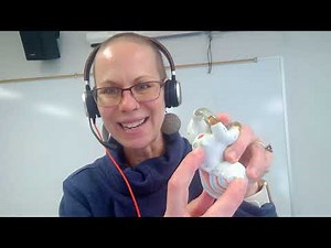 Biology 2020 Lab 1: The Ear (Model)