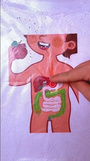 The Human Body Adventure! Fun Learning Journey Inside You!