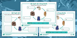Life Cycle of a Dung Beetle Labelling Activity
