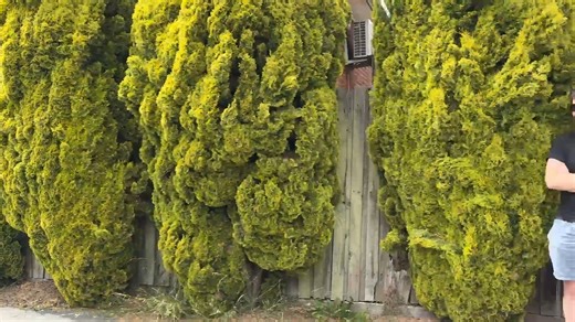 1.2K views | Live Auction @ 2/26 Oliver Street, Ringwood 2 Bed | 1 Bath | 2 Car Space(s) | 328 m2 Ray White - Ringwood Listing Agents: Cameron Bailey (0427922754) (0) View past auctions in Ringwood - https://bit.ly/3AJxuJE | AuctionReporters | Facebook