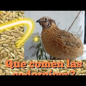 Alimentos que puedes dar a tus codornices.